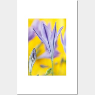 Triteleia laxa  'Koningin Fabiola'  Triplet lily  Also known as Queen Fabiola Posters and Art